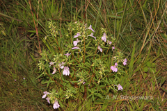 Impatiens balsamina var. parusnathica